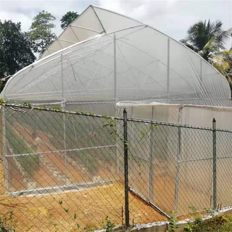Gothique Tunnel Side Ventilation Tunnel Plastic Greenhouse With 2m Sliding Door
