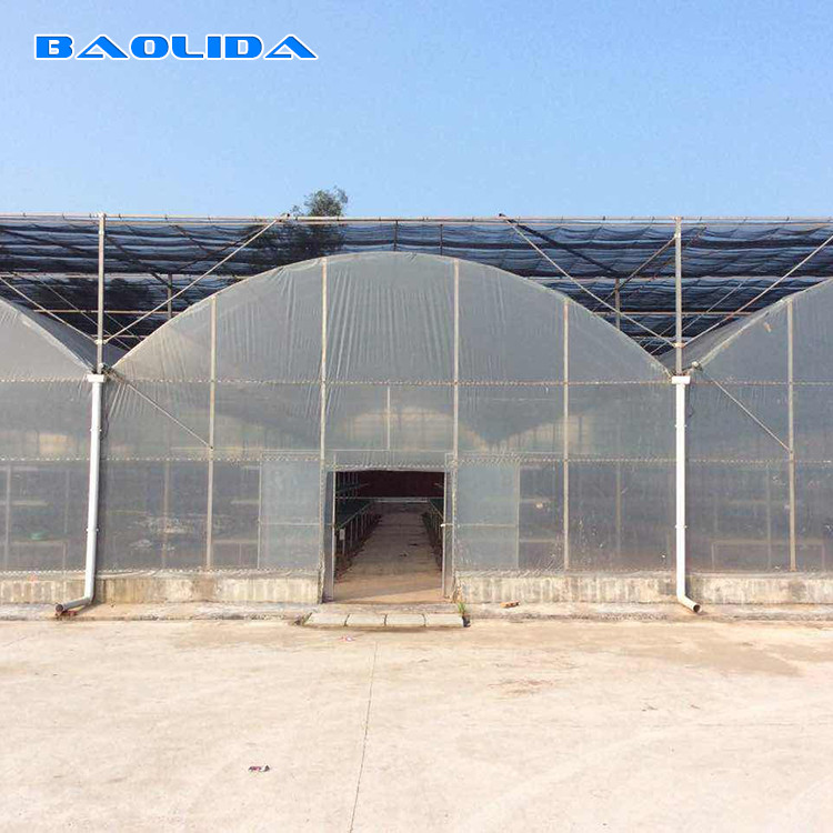 Agricultural Polyethylene Foil Greenhouse Hot Galvanized Steel Structure Multi Span Greenhouse