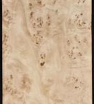 Mappa/Poplar Burl Veneer