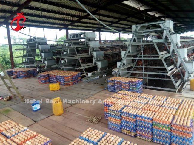 H And A Type Automatic Chicken Cage EquipmentHot Galvanized Long Lifespan Adela