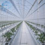 Tunnel Greenhouse Galvanized Steel Frame Structure Pipe Pe UV Plastic Film