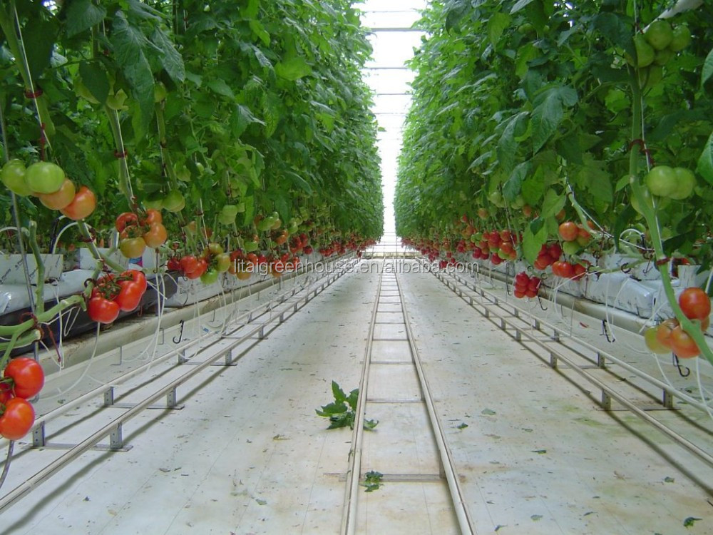 Hydroponic Plant Growth Systems Greenhouses for Optimal Results