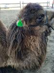 animal cattle ear tags,cow ear tag