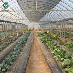 Quality Single Span Plastic Film Agricultural Greenhouses For Madical Plants wholesale