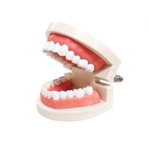 Quality Educationial Standard Demonstration Human dental teeth model For Dental Students wholesale
