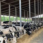 Durable Steel Structure Cow Shed Fire Resistant Long Lasting Metal Livestock