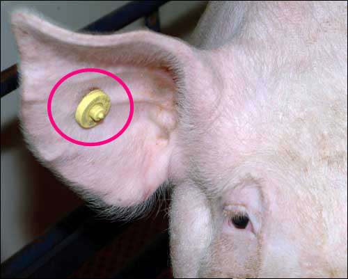 UHF Animal Ear Tag Yellow Colour Small Size Sheep Tags Laser Printing Number
