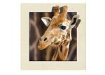 Animal Stock 5D 3D Lenticular Pictures PET Printing Service Deer image