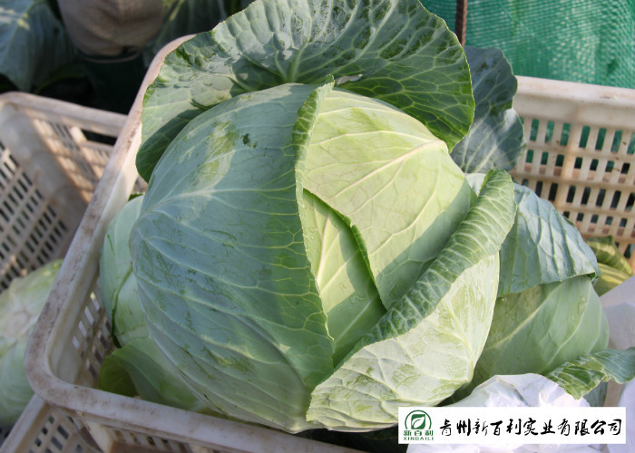 Japan Standard Fresh Green Cabbage Big Size Own Plantation Delicious Taste