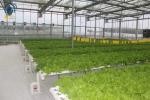 Multi Span Organic Crops Growing Greenhouse With Water Saving Solutions