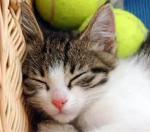 Eco-friendly rubber toy tennis ball for pet games