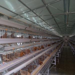 Quality 96 Birds Chicken Farm Poultry Cage With Ventilation Cooling System wholesale