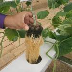 Greenhouse Farming Soilless Hydroponic NFT PVC Pipe Tube Growing System