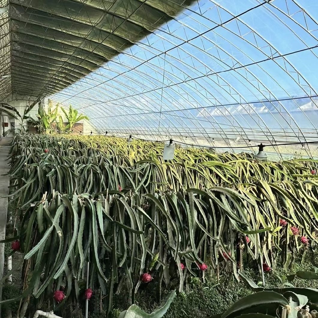 Aquaponics Flower Planting Sparay Irrigation Vegetable Sunlight Greenhouse