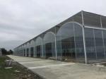 Vegetable Multiple Tunnel Plastic Film Sheet Covering Multi Span Greenhouse