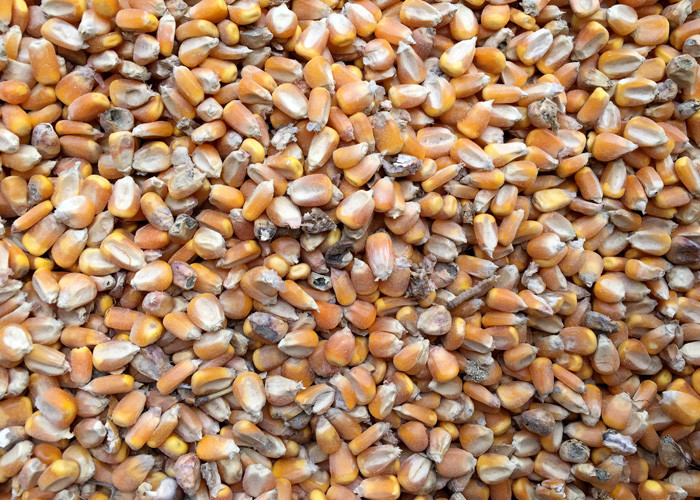Hons One Chute Corn Separater Color Sorter Grains Yellow Corn Processing Machine