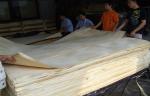 Basswood Natural Rotary Cut Veneer MDF For Plywood