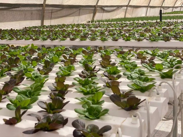Agricultural Lettuce Hydroponic Growing System NFT Vertical Hydroponic System