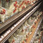 Galvanized Steel Frame Chicken House Bolts Connection Steel Structure Poultry