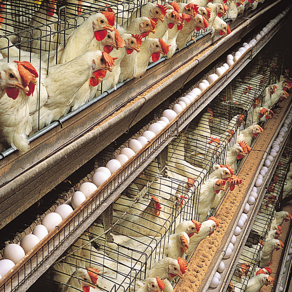 Fully Automated Modular Steel Structure Poultry House Fireproof Prefab Farm Buildings