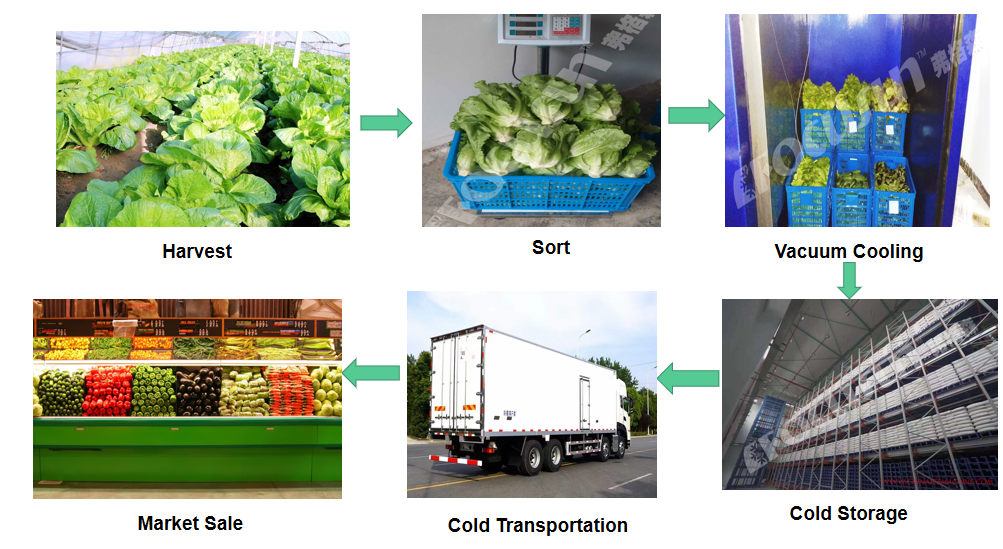 Leafy Vegetables Vacuum Cooler Bock Compressor -5C 5C Temperature Fast Cooling Machine