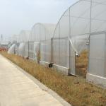 High Tunnel Agricultural Farming Multi Span Greenhouse For Flowers Growing