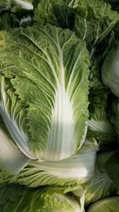 Quality Good Taste Organic Chinese Cabbage Rich In Vitamin C No Fleck Scar wholesale