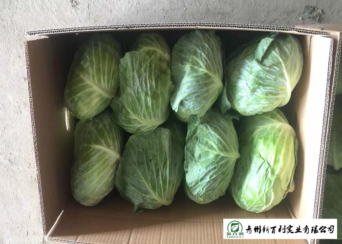 Oval Shape Green Pointed Head Cabbage Lower Blood Pressure 1 - 3 KG / PER