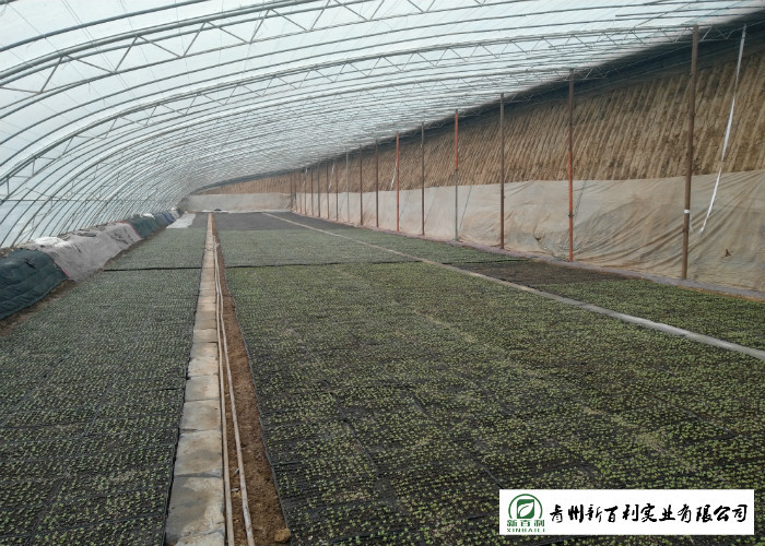 No Stain Organic Napa Cabbage Improve Digestion Supply For Wholesaler
