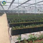 Rectangular Large Commercial Greenhouse Multispan Agricultural Greenhouse