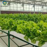 Commercial Lettuce Greenhouse Low Maintenance Weather Resistant