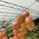 Package Gross Weight 100.000kg JX-A00215 Hydroponics Flower Planting Vegetable