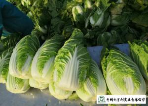 Quality Salad Factory Chinese Cabbage Plant No Pollution Delicious Cold Resistance wholesale