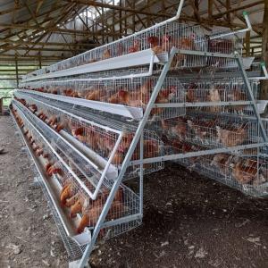 Quality A Type Stainless Steel Chicken Cage Hot Galvanized Or Cold Galvanized wholesale