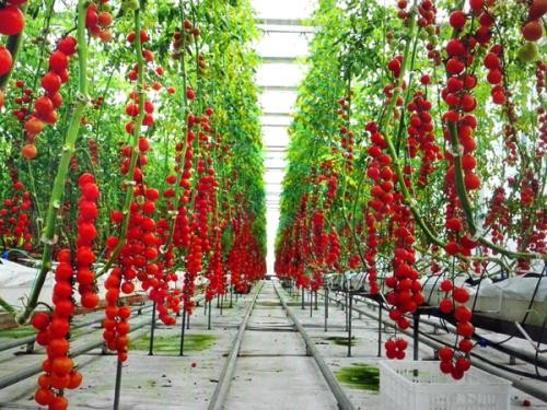 Multi-Span Agricultural Greenhouses Modern Tech Glass Greenhouse for Agriculture