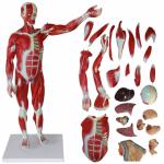 3D Skeletal Viscera Muscle Skeleton Model Customized