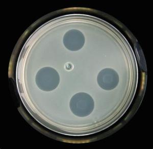 Quality DDC Animal Feed Acidifier Bacteriostatic Effect Against Harmful Bacteria wholesale