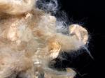 1.5D X 51mm Natural White Soybean Fiber For Textile Spinning / Filling
