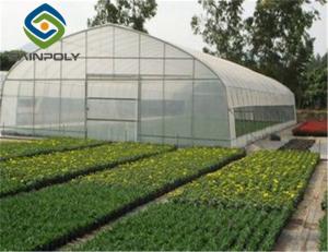 Quality Agricultural Tomato 12m Single Tunnel Greenhouse wholesale
