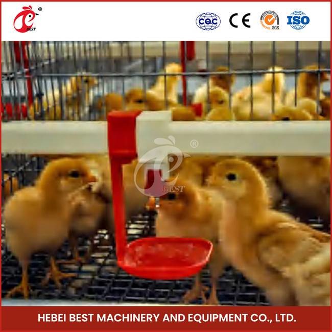 Customization 120 Birds Automatic Poultry Brooding Cage System For Pullet Chicks Sandy