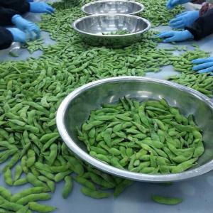 Quality Crop Iqf Frozen Edamame Soybeans Frozen Green Edamame Frozen Soybean In Pods wholesale