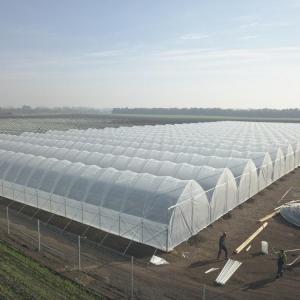 Quality Uv Resistant Polyethylene Berry Hoop Film Greenhouse With Door Keep Warm Growing Strawberry Blueberry wholesale