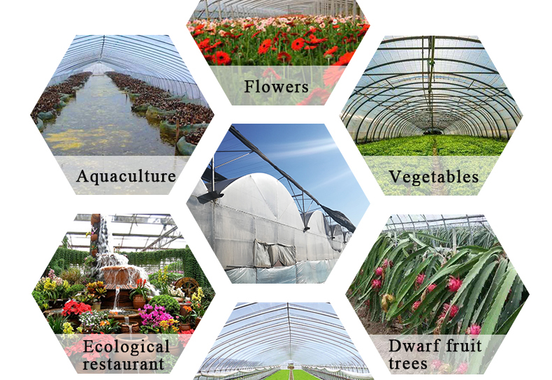 Commercial Film Covered Single Tunnel Greenhouse for Maximizing Agricultural Output