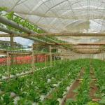 US Currency Controlled Humidity Film Greenhouse for Soilless Vegetable