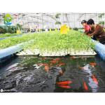 Tunnel Tomato Cooling System Multi Span Greenhouse Agriculture Commercial