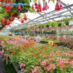 Industrial Multi Span Greenhouse / Pe Film Greenhouse Sheet Covering