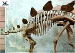 Outdoor Indoor Decoration Dinosaur Skeleton Replica Fiberglass And High Quality