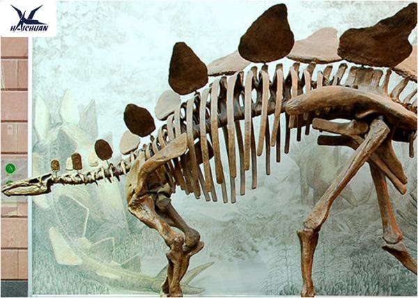 Outdoor Indoor Decoration Dinosaur Skeleton Replica Fiberglass And High Quality