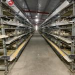 144 Birds Full Automatic Poultry Battery Cage Chicken Egg Layer Cage