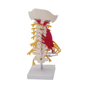 Quality Cervical Vertebrae Vertebral Column 3d Model Arteria Nerves Customized wholesale